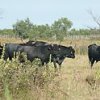 camargue býci